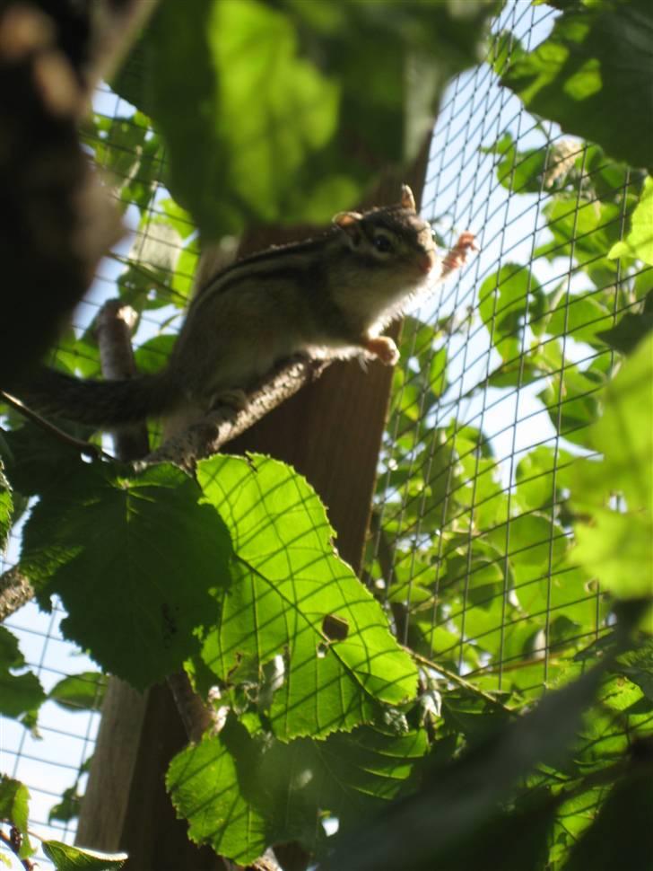 Jordegern Fister billede 12