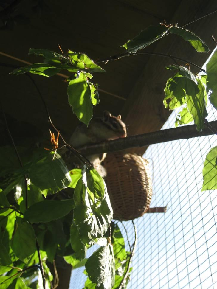 Jordegern Fister billede 13