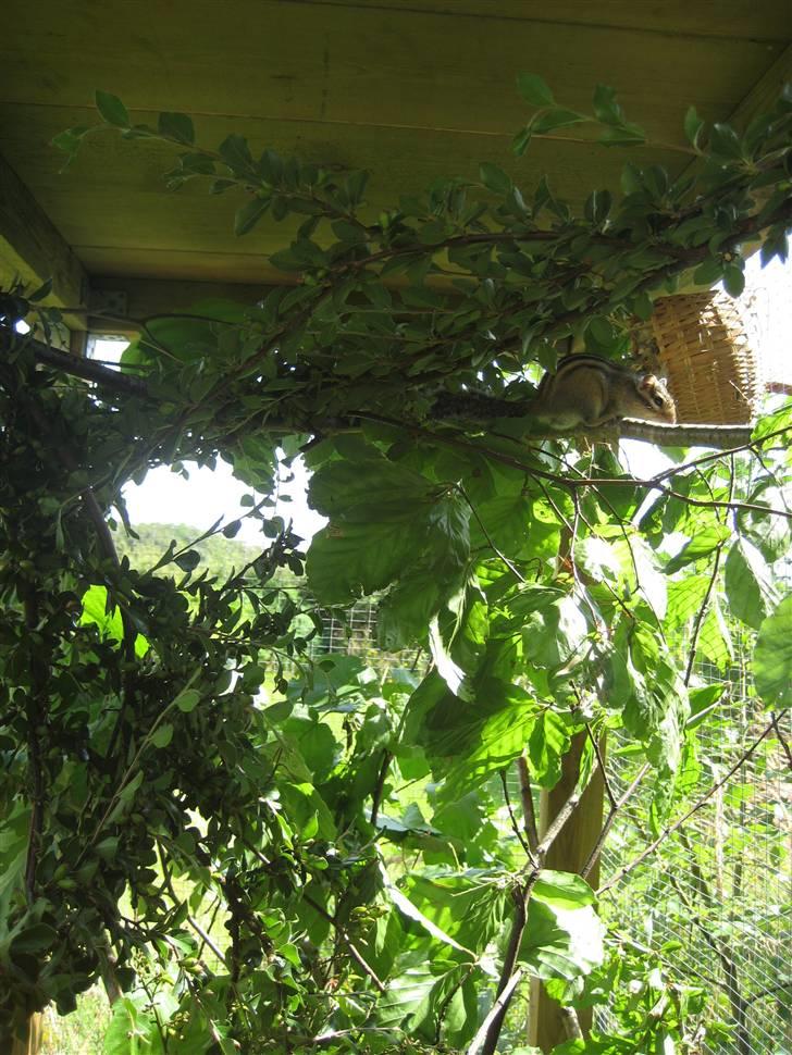 Jordegern Fister billede 14