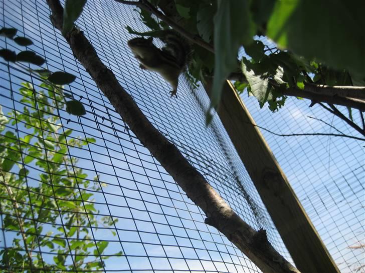 Jordegern Fister billede 15