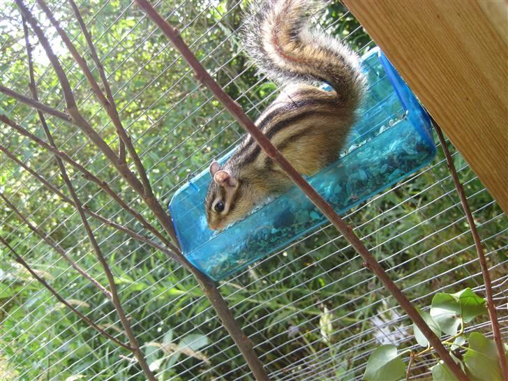 Jordegern Fister billede 16