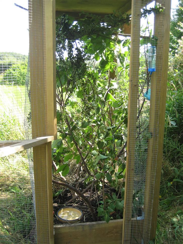 Jordegern Fister billede 17