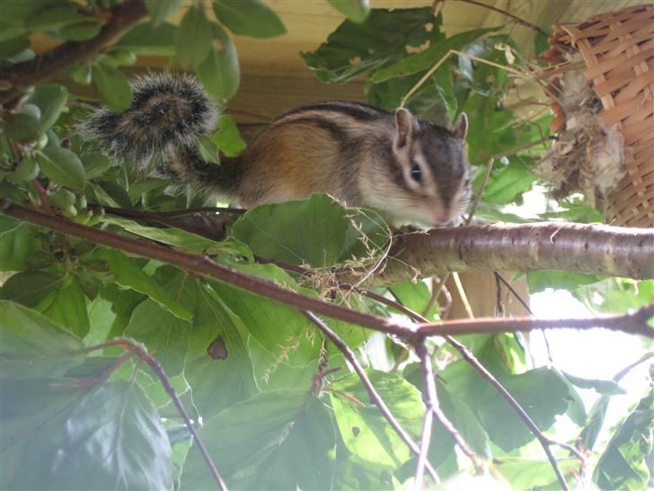 Jordegern Fister billede 18