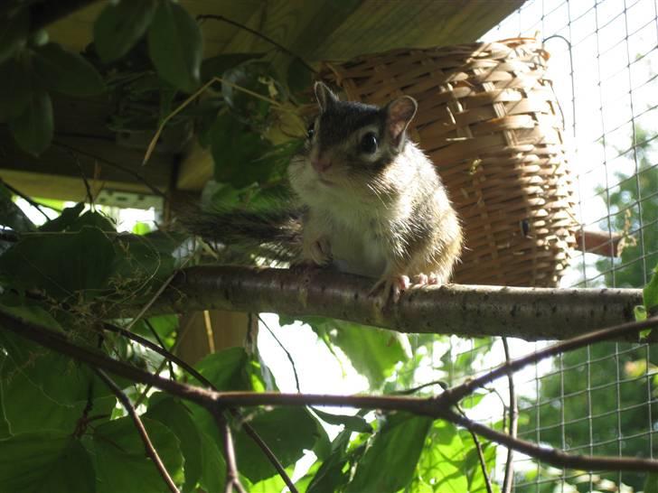 Jordegern Fister billede 19