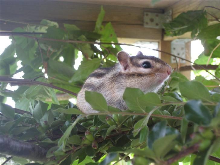 Jordegern Fister billede 20