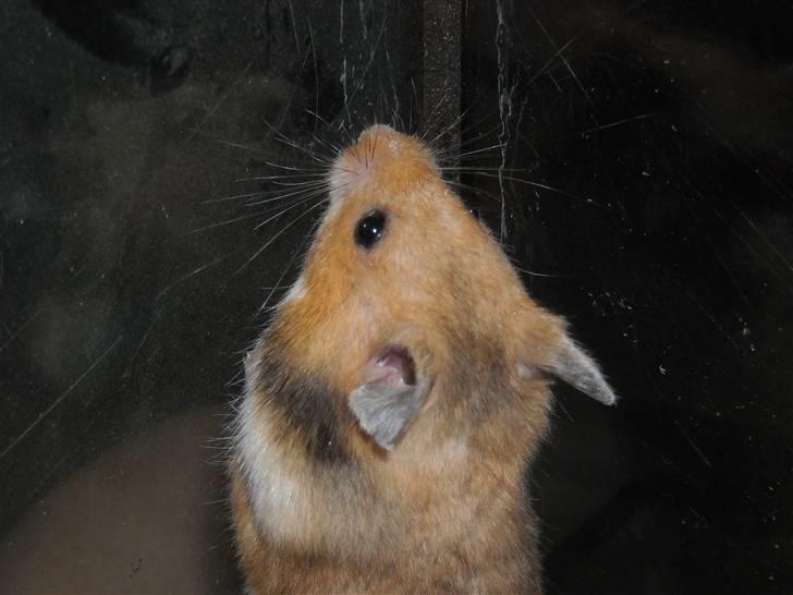 Hamster Winnie billede 1