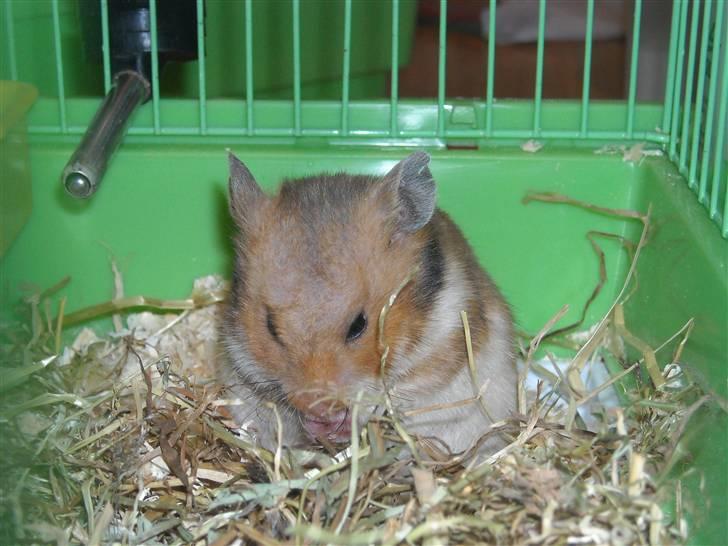 Hamster Winnie billede 3