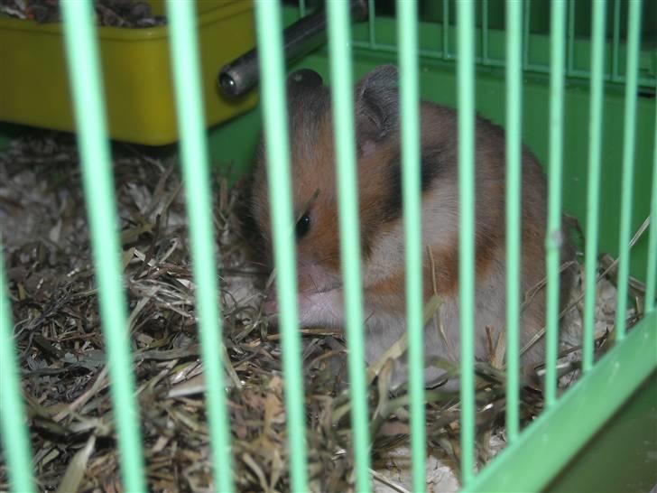 Hamster Winnie billede 4