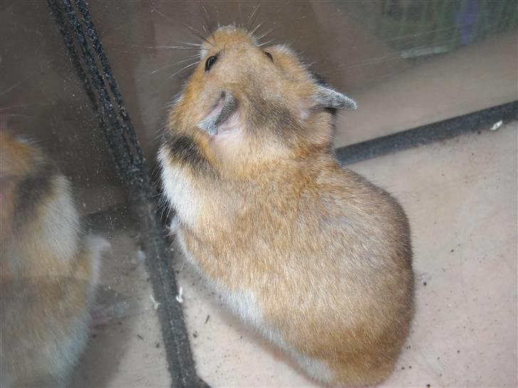 Hamster Winnie billede 5