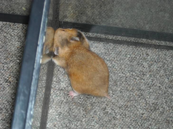 Hamster Winnie billede 6