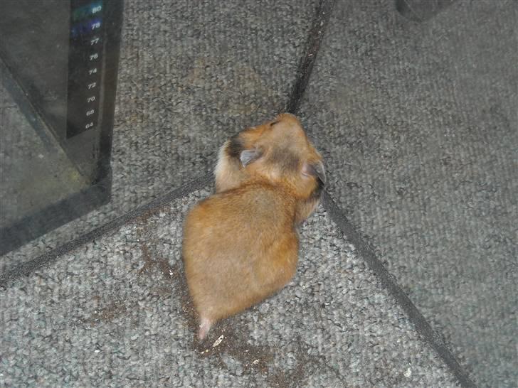 Hamster Winnie billede 7