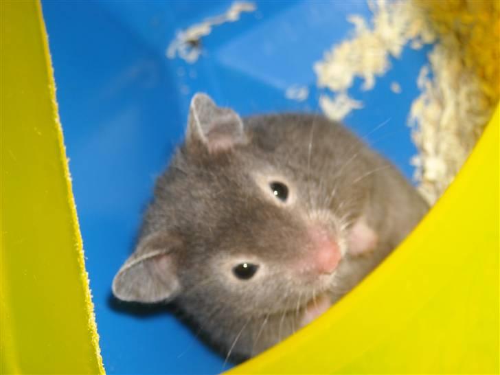 Hamster Fiona  billede 1