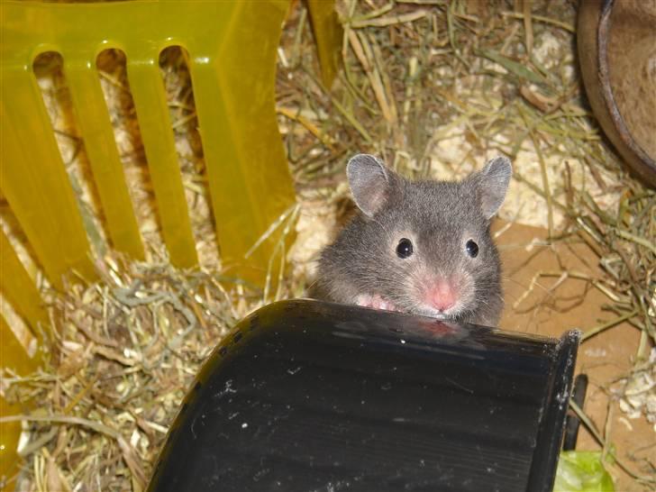 Hamster Fiona  billede 2