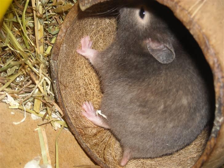Hamster Fiona  billede 3