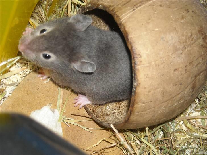 Hamster Fiona  billede 4
