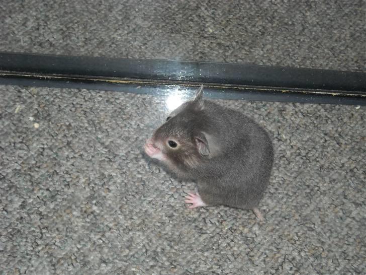 Hamster Fiona  billede 5
