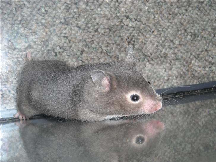 Hamster Fiona  billede 6
