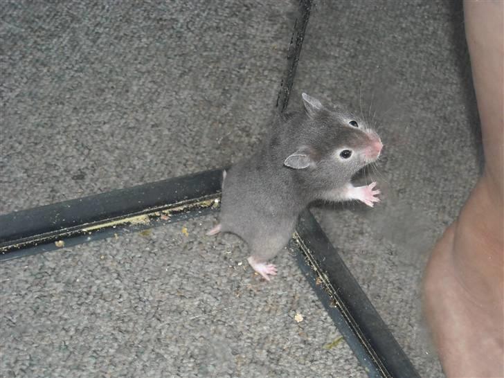 Hamster Fiona  billede 7