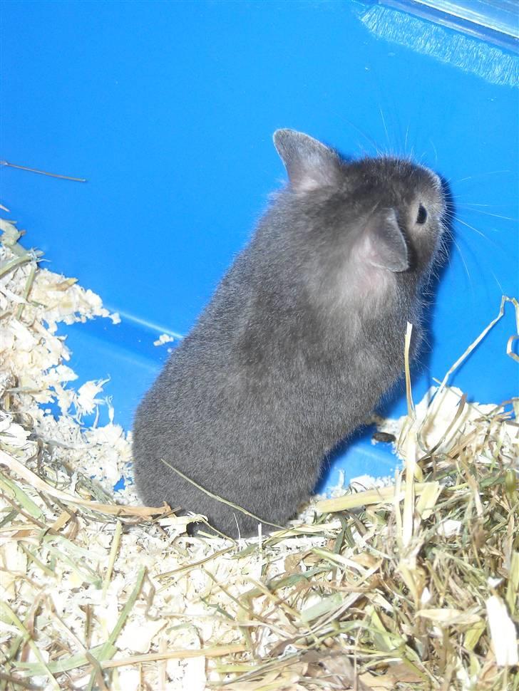 Hamster Fiona  billede 8