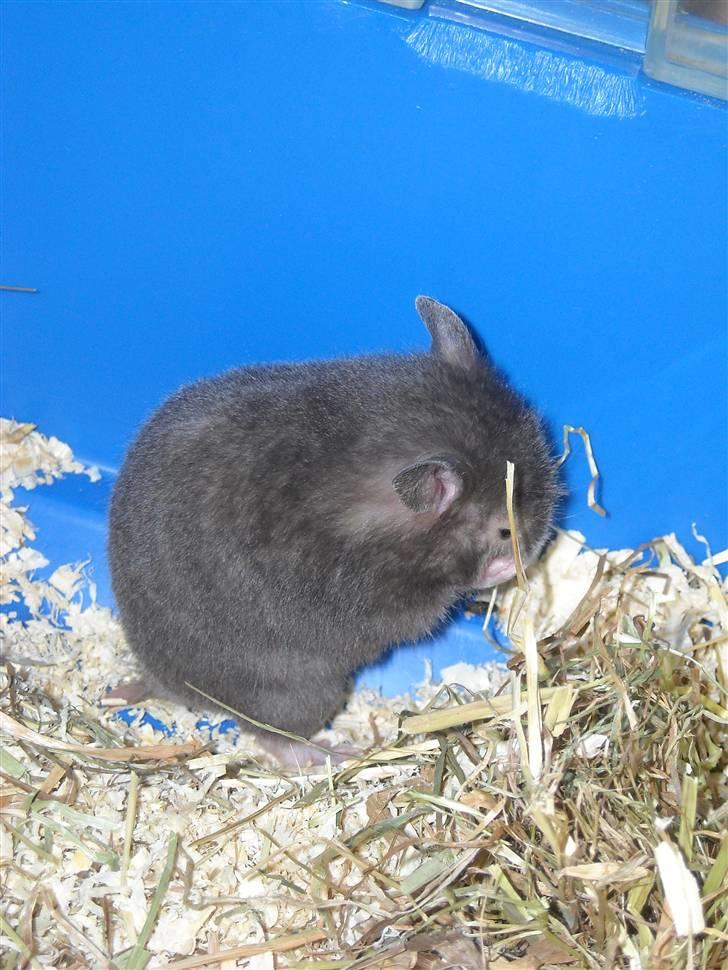 Hamster Fiona  billede 9