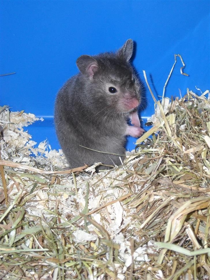 Hamster Fiona  billede 10