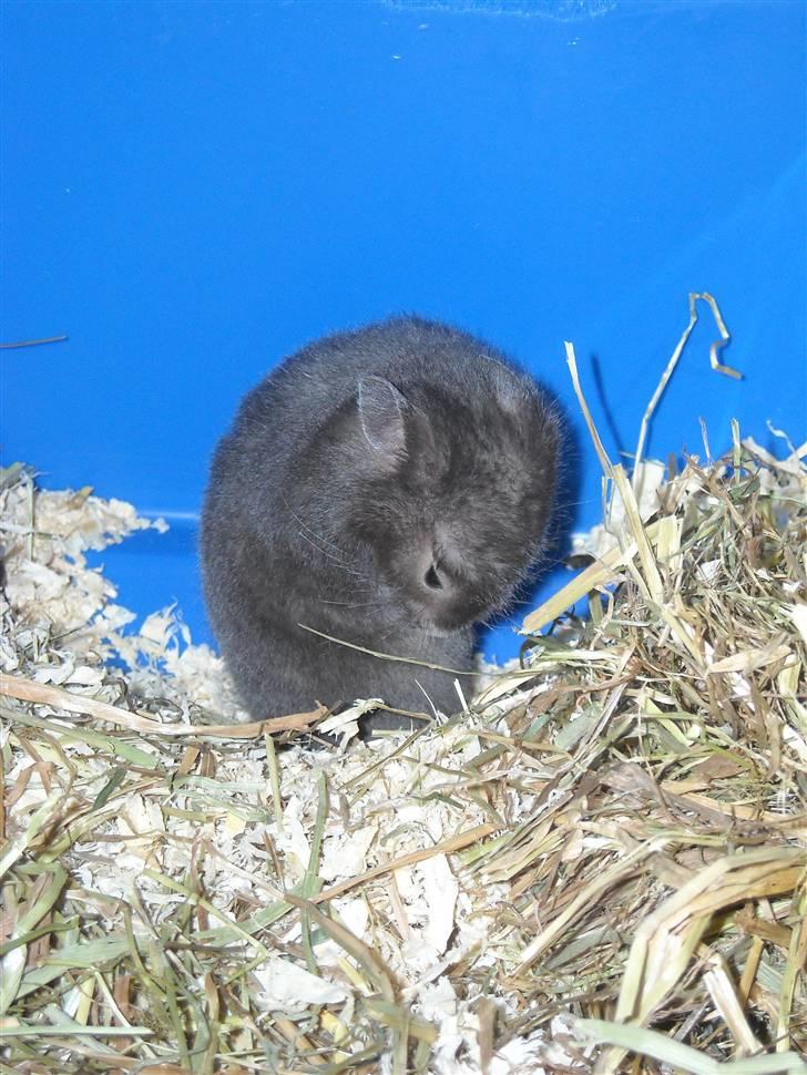 Hamster Fiona  billede 11