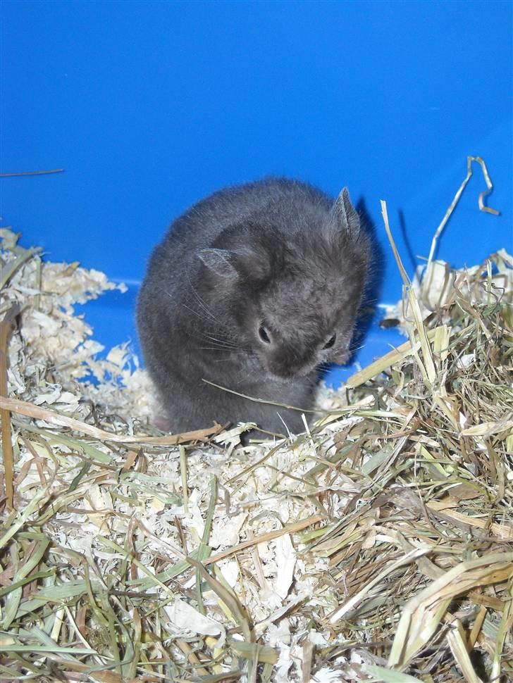 Hamster Fiona  billede 12