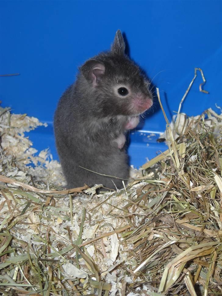 Hamster Fiona  billede 13