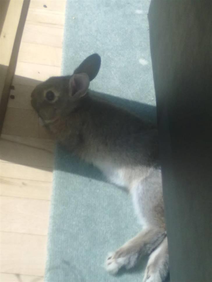 Kanin Kuzco's Marlina billede 14