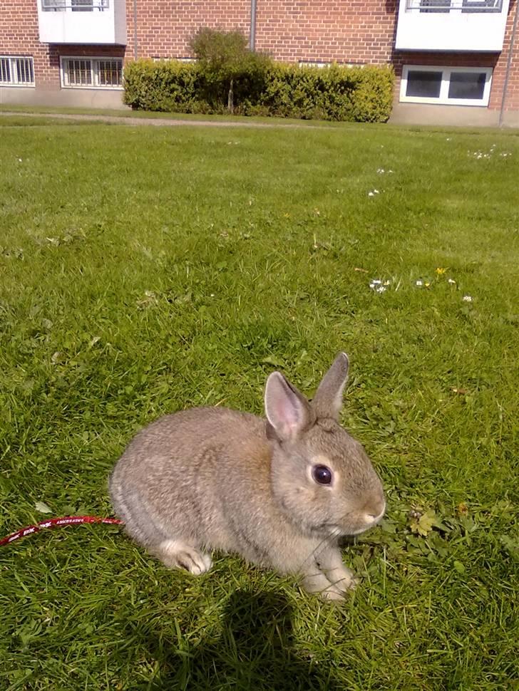 Kanin Kuzco's Marlina billede 15