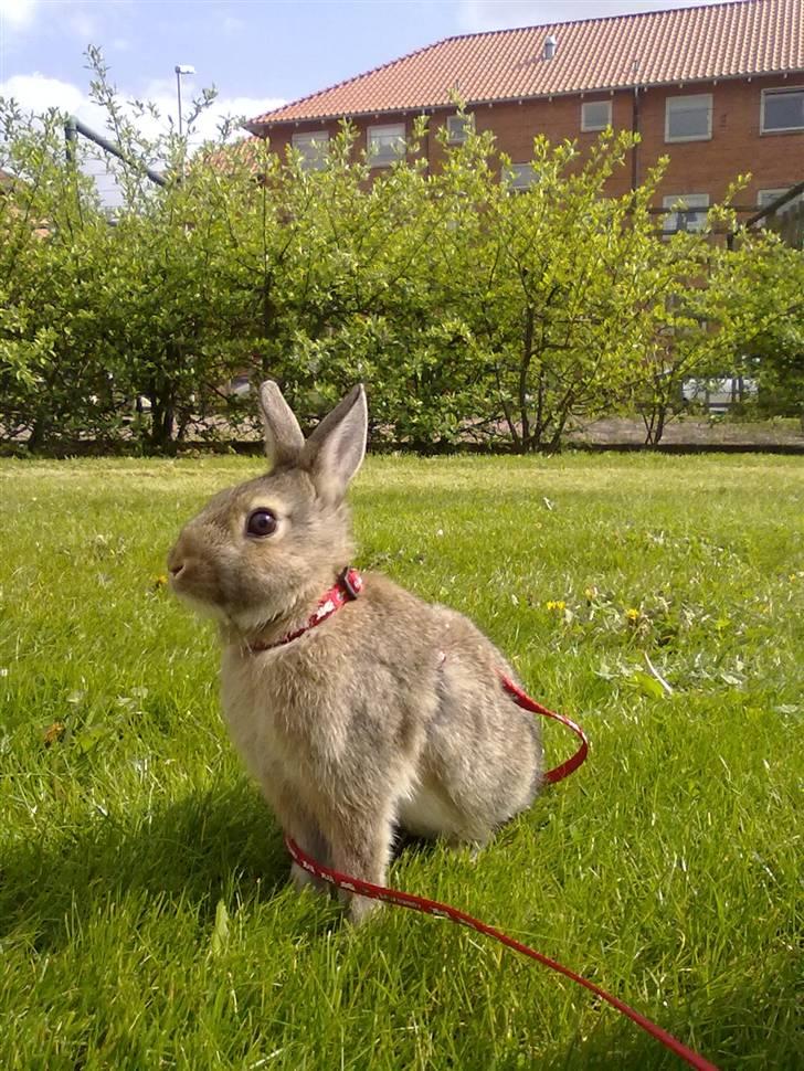 Kanin Kuzco's Marlina billede 16