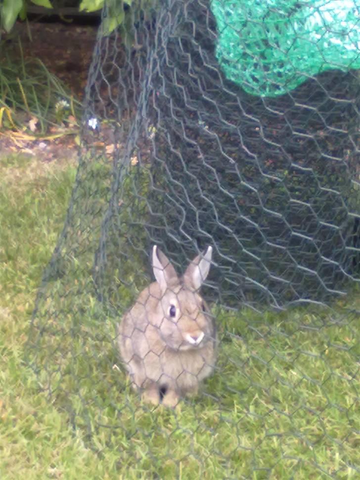 Kanin Kuzco's Marlina billede 17