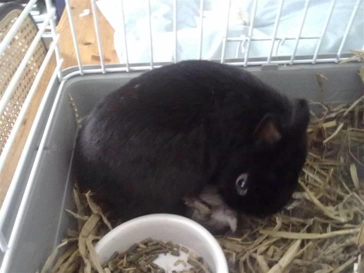 Kanin Maggie billede 12