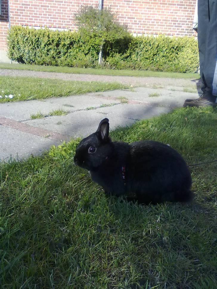 Kanin Maggie billede 13