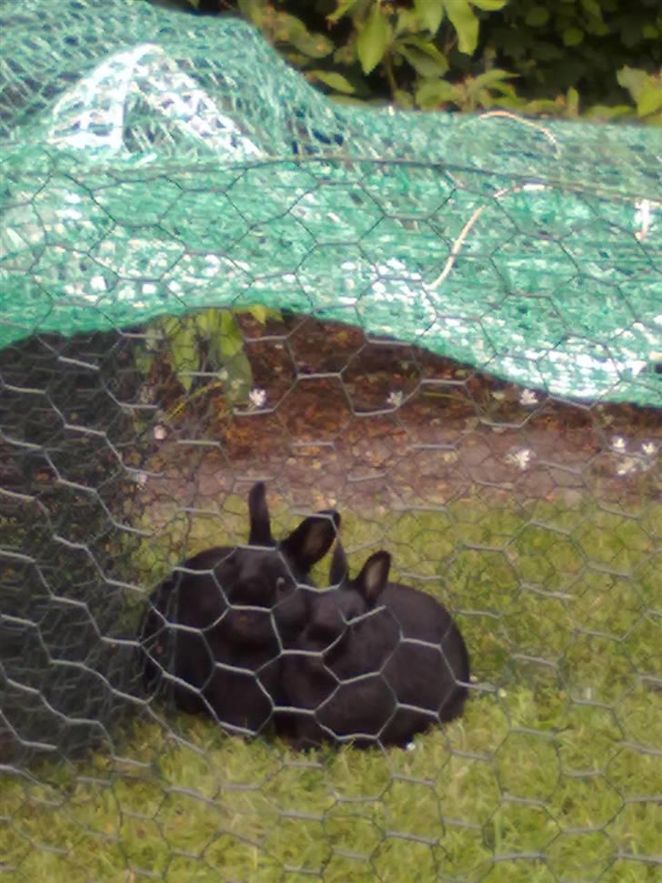 Kanin Maggie billede 14