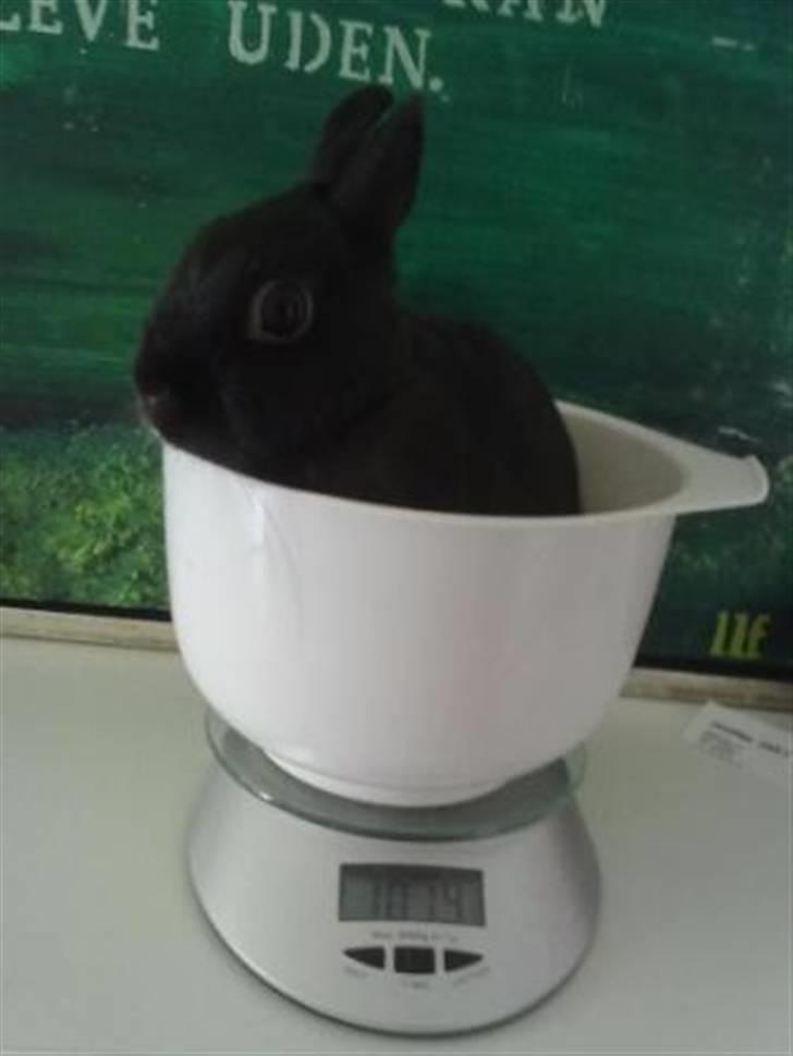 Kanin Maggie billede 15