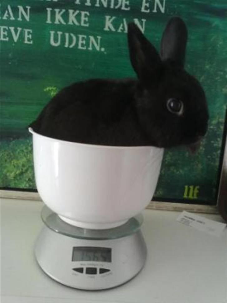 Kanin Tumle billede 10