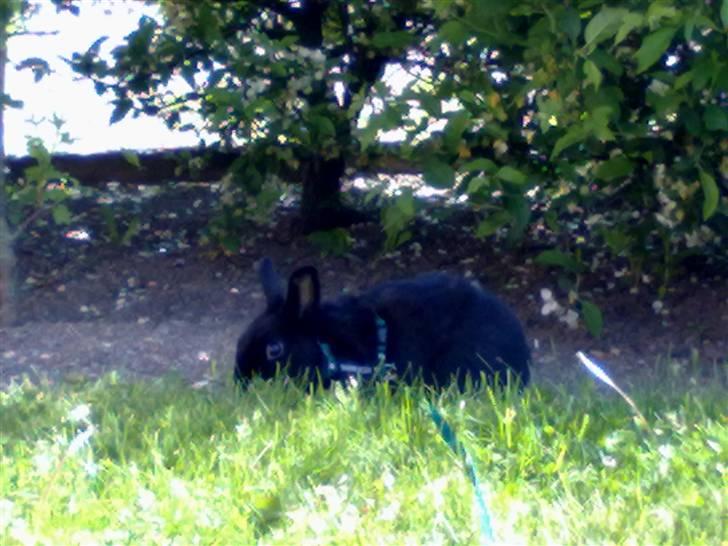 Kanin Tumle billede 12