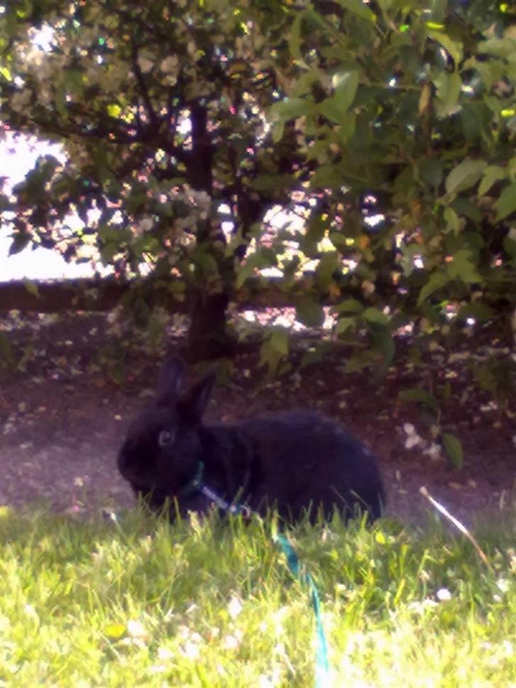 Kanin Tumle billede 13