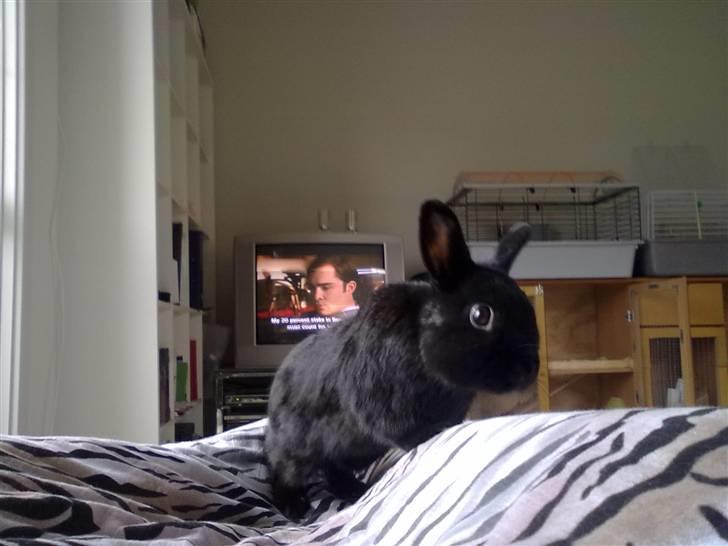 Kanin Tumle billede 14