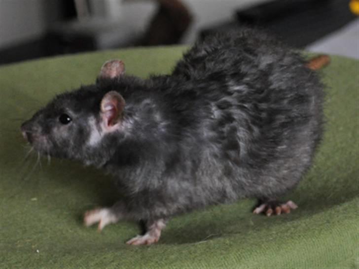 Tamrotte GR Dracula billede 3