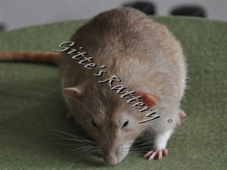 Tamrotte Lux Idaho billede 1