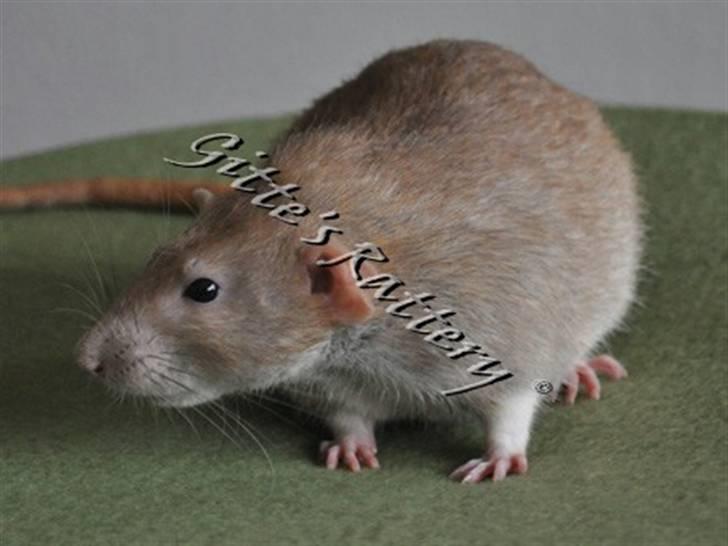 Tamrotte Lux Idaho billede 2