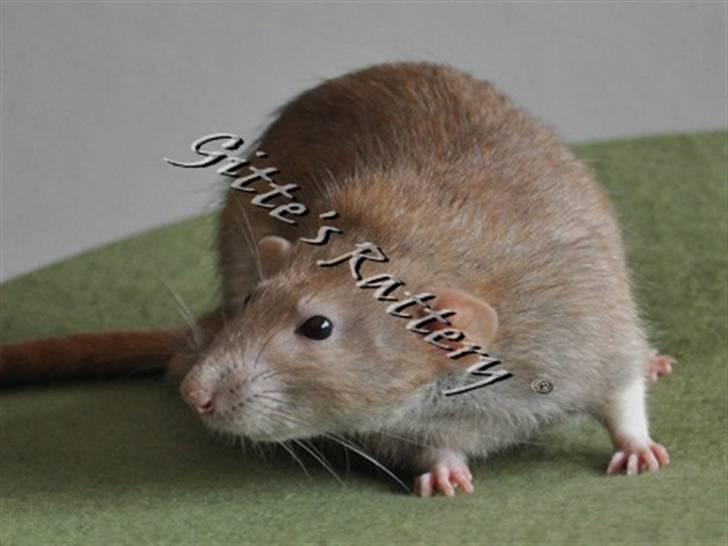 Tamrotte Lux Idaho billede 4