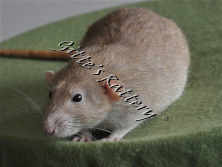 Tamrotte Lux Idaho billede 5