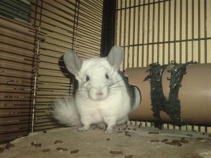 Chinchilla Andi billede 1