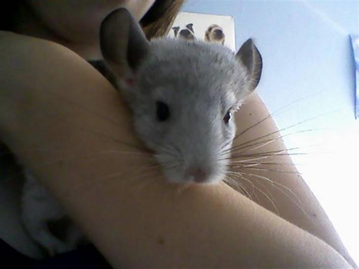 Chinchilla Andi billede 2