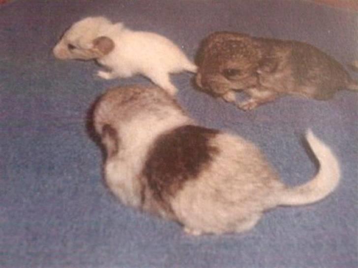Chinchilla Andi - Andi som baby billede 3