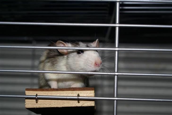 Tamrotte Marcella <3 billede 7