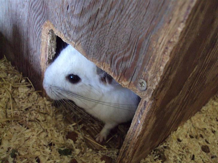 Chinchilla Andi billede 4